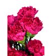 Clavel short fucsia - CLACOLFUC1