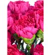 Clavel short fucsia - CLACOLFUC2
