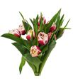 Tulipan double crystal 36 - TULDOUCRY