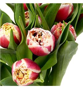 Tulipan double crystal 36 - TULDOUCRY