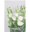 Lisianthus rosita white 60 - LISROSWHI1