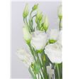 Lisianthus rosita white 60 - LISROSWHI2