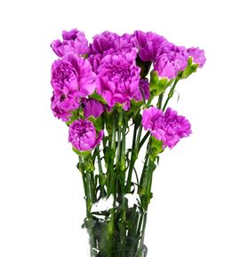 Clavel fancy malva x25 - CLACOLMAL