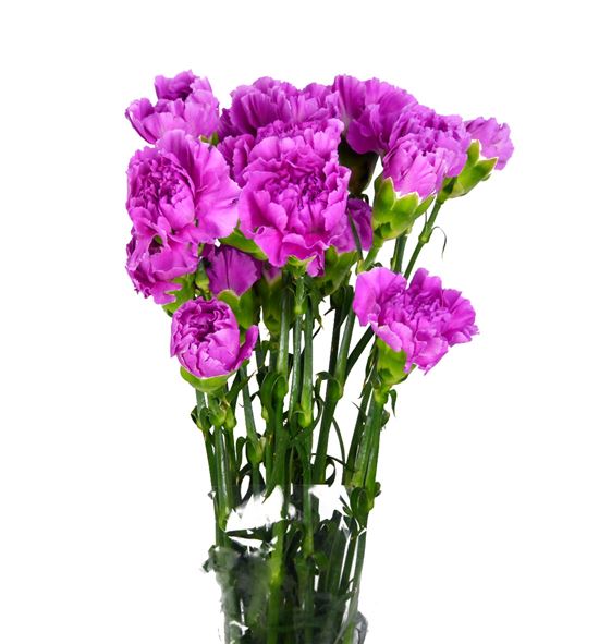 Clavel fancy malva x25 - CLACOLMAL