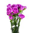 Clavel fancy malva x25 - CLACOLMAL