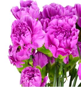 Clavel fancy malva x25 - CLACOLMAL