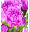 Clavel fancy malva x25 - CLACOLMAL2