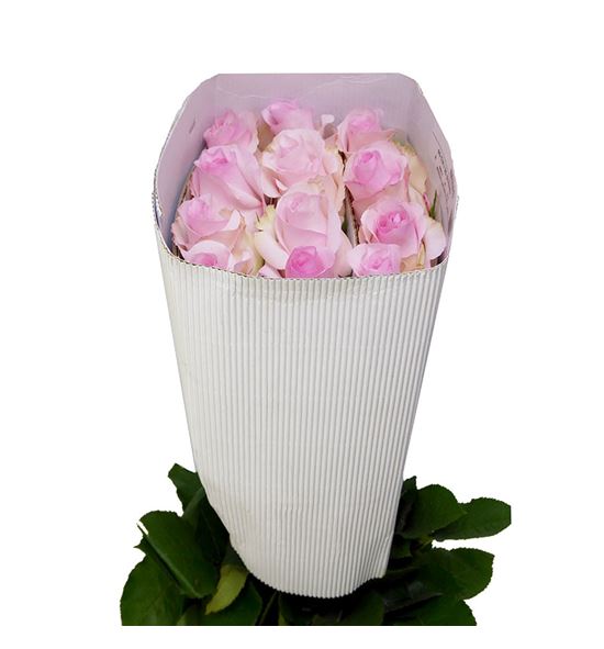 Rosa ecu jessica 70 - RENEN