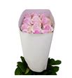 Rosa ecu jessica 70 - RENEN