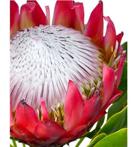 Protea cynaroides madiba 35 - PROCYN