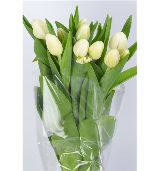 Tulipan antarctica - TULANT