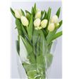 Tulipan antarctica - TULANT