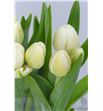 Tulipan antarctica - TULANT1