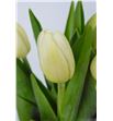 Tulipan antarctica - TULANT2