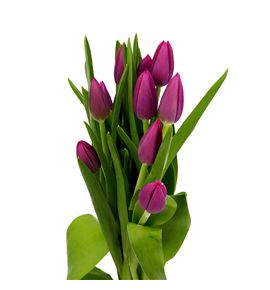 Tulipan lornah 40 - TULLOR