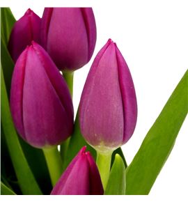 Tulipan lornah 40 - TULLOR