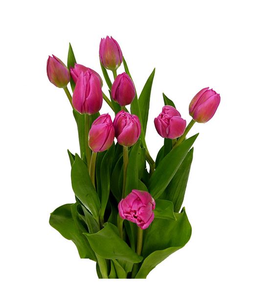 Tulipan queen jewel 40 - TULQUEJEW