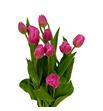 Tulipan queen jewel 40 - TULQUEJEW