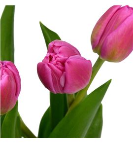 Tulipan queen jewel 40 - TULQUEJEW