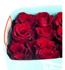 Rosa ecu explorer 70 - REEXP