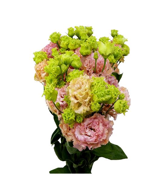 Lisianthus alissa peach 65 - LISALIPEA