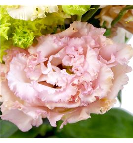 Lisianthus alissa peach 65 - LISALIPEA