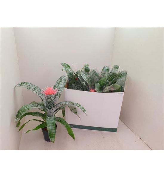 Pl. aechmea primera 60cm x7 - AECPRI71560