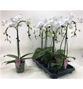 Pl. phalaenopsis blanca 55cm x5 - PHABLA51255