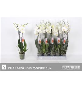 Pl. phalaenopsis white 2t 65cm x10 - PHAWHI1012652