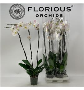 Pl. phalaenopsis white 3t 100cm x4 - PHAWHI4151003