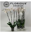 Pl. phalaenopsis white 3t 100cm x4 - PHAWHI4151003