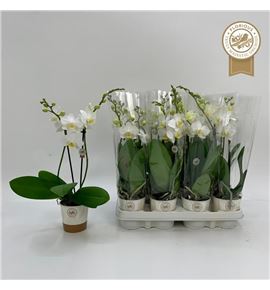 Pl. phalaenopsis white mini 35cm x12 - PHAWHIMIN12935