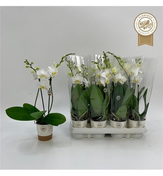 Pl. phalaenopsis white mini 35cm x12 - PHAWHIMIN12935