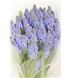 Muscari big smile 25 - MUSMIGSMI