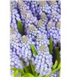 Muscari big smile 25 - MUSBIGSMI1