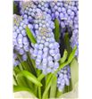 Muscari big smile 25 - MUSBIGSMI2