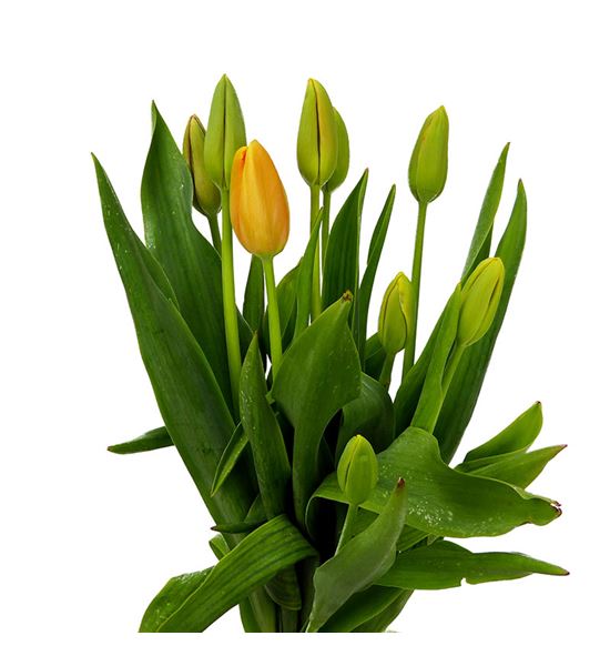 Tulipan dordogne 40 - TULDOR2