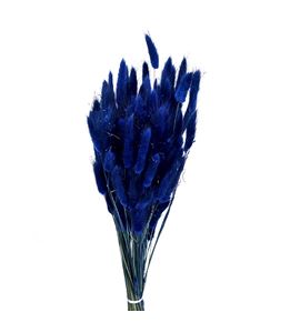 Lagurus seco azul oscuro - LAGSECAZU