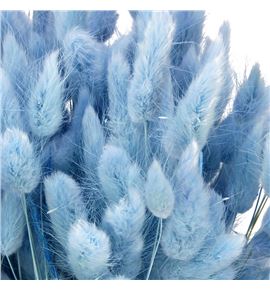 Lagurus seco azul claro - LAGSECAZUCLA