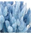Lagurus seco azul claro - LAGSECAZUCLA1