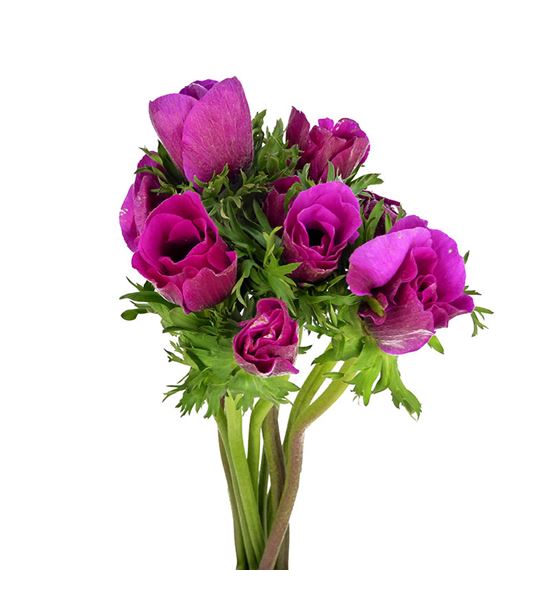 Anemona gailil purper 38 - ANEGAIPUR