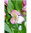 Alstroemeria fancy rosa - ALSEROS2