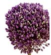 Allium grootbloemig 60cm - ALLGRO1