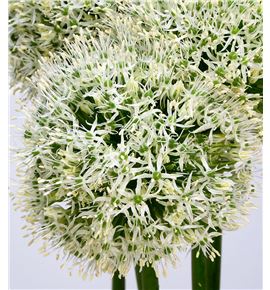 Allium mount everest 70 - ALLMOUEVE