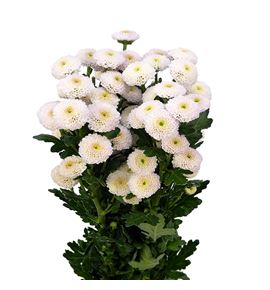 Marg calimero rosa claro - MCALROSCLA