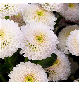 Marg calimero rosa claro - MCALROSCLA