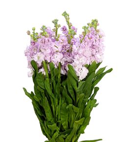 Matthiola iron cherry blossom 50 - MATCHEBLO