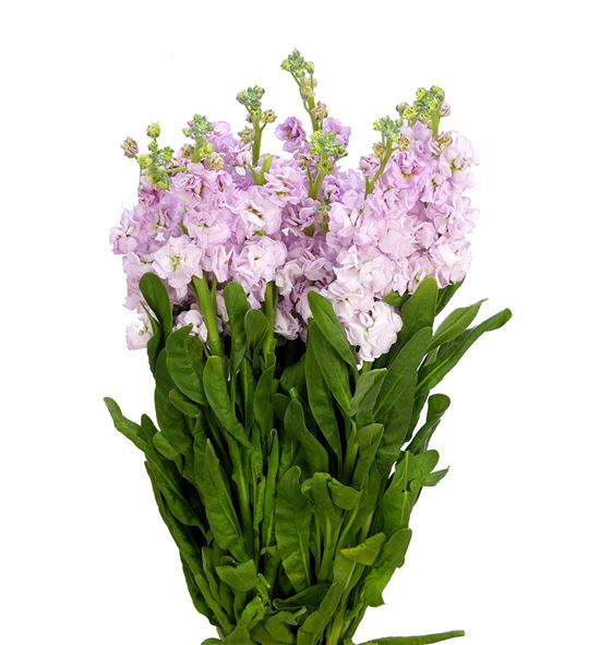 Matthiola iron cherry blossom 50 - MATCHEBLO