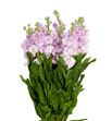 Matthiola iron cherry blossom 50 - MATCHEBLO