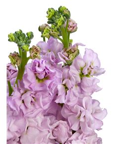 Matthiola iron cherry blossom 50 - MATCHEBLO